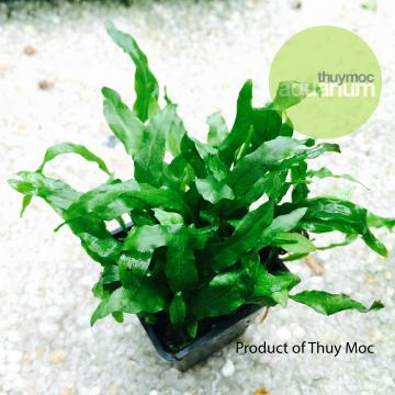 Dương xỉ mỹ nhân