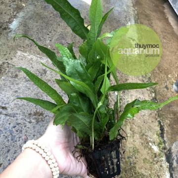 Dương xỉ java chậu (Microsorum java)