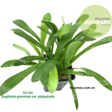 Cỏ Voi (Sagittaria graminea var. platyphylla)