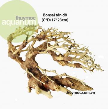Bonsai tán đỗ (C17*D23cm)